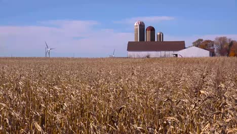 Fields-of-corn-wave-in-the-breeze-on-a-sunny-Wisconsin-farm-day