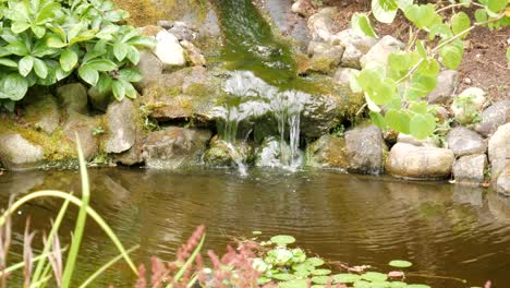 peaceful stream waterfall in a rock and stone pond of water with a couple goldfish,green moss, lily pads, plants, bushes, and grass on a summer morning