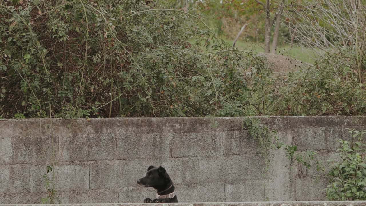 평온한 야외 환경에서 콘크리트 벽 너머를 바라보는 강아지