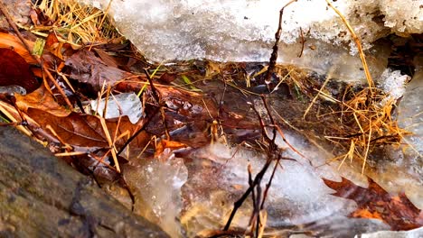 water dripping in slow motion after a rain and snow melting