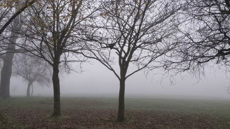 spooky haunting misty fog in park with autumn trees uk 4k