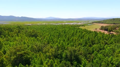 aerial-shot-of-the-forest-of-el-kala