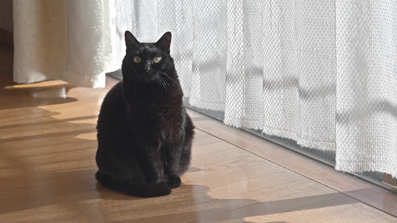 A sleek black cat with striking yellow eyes sits attentively on a wooden floor near a bright window with white curtains, looking directly at the camera.