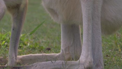 Joey-Kangaroo-Hiding-Inside-The-Pouch-Of-Its-Mother-Grazing-On-Pasture---Terrestrial-Mammal-Native-To-Australia