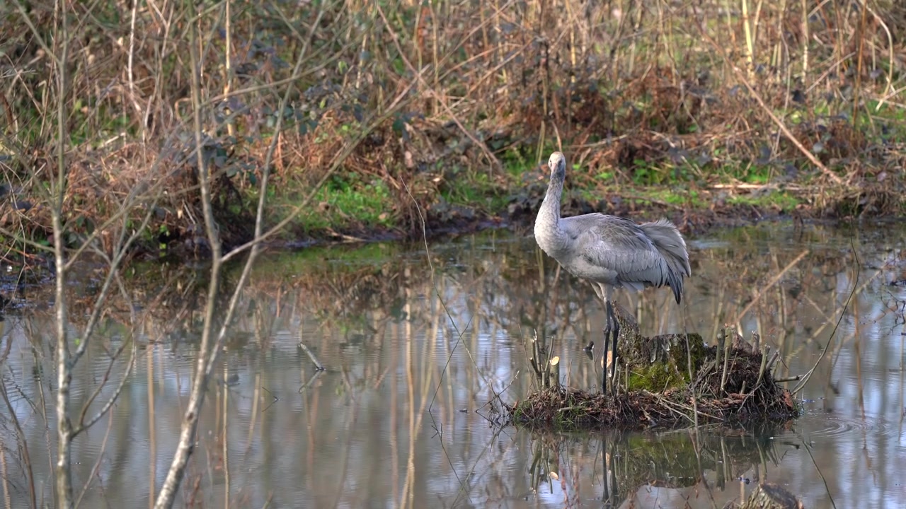 Common Crane Foraging in a Shallow Wetland Pond