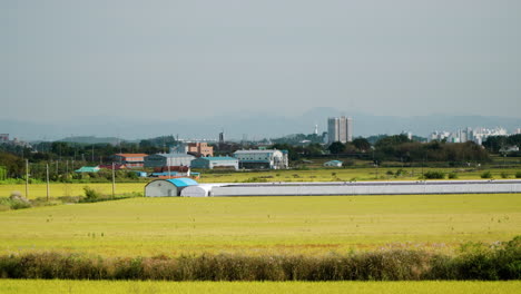 campos de arroz y invernaderos y edificios agrícolas industriales en gunsan, corea del sur - panorama pan