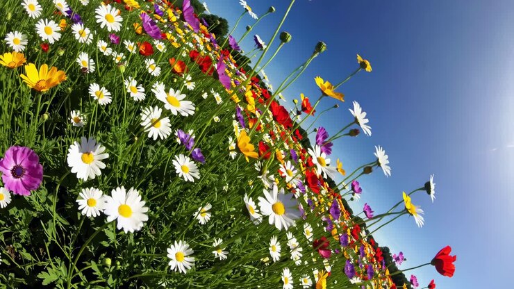 Fisheye lens captures vibrant daisies and wildflowers from a low angle, creating a dynamic