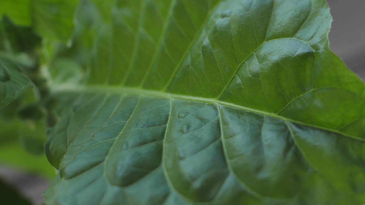 plantación de tabaco con hojas verdes exuberantes