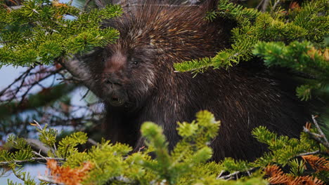 Stachelschwein-In-Carcross,-Yukon,-Kanada.-Nahaufnahme