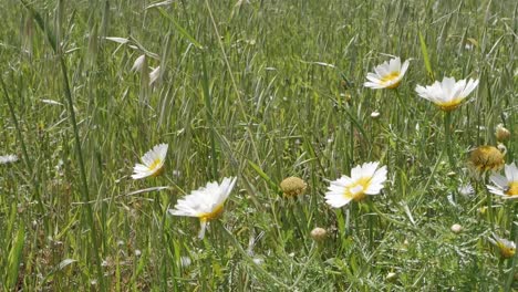 Daisy-flowers-growing-in-a-grassy-meadow,-rural-Spain