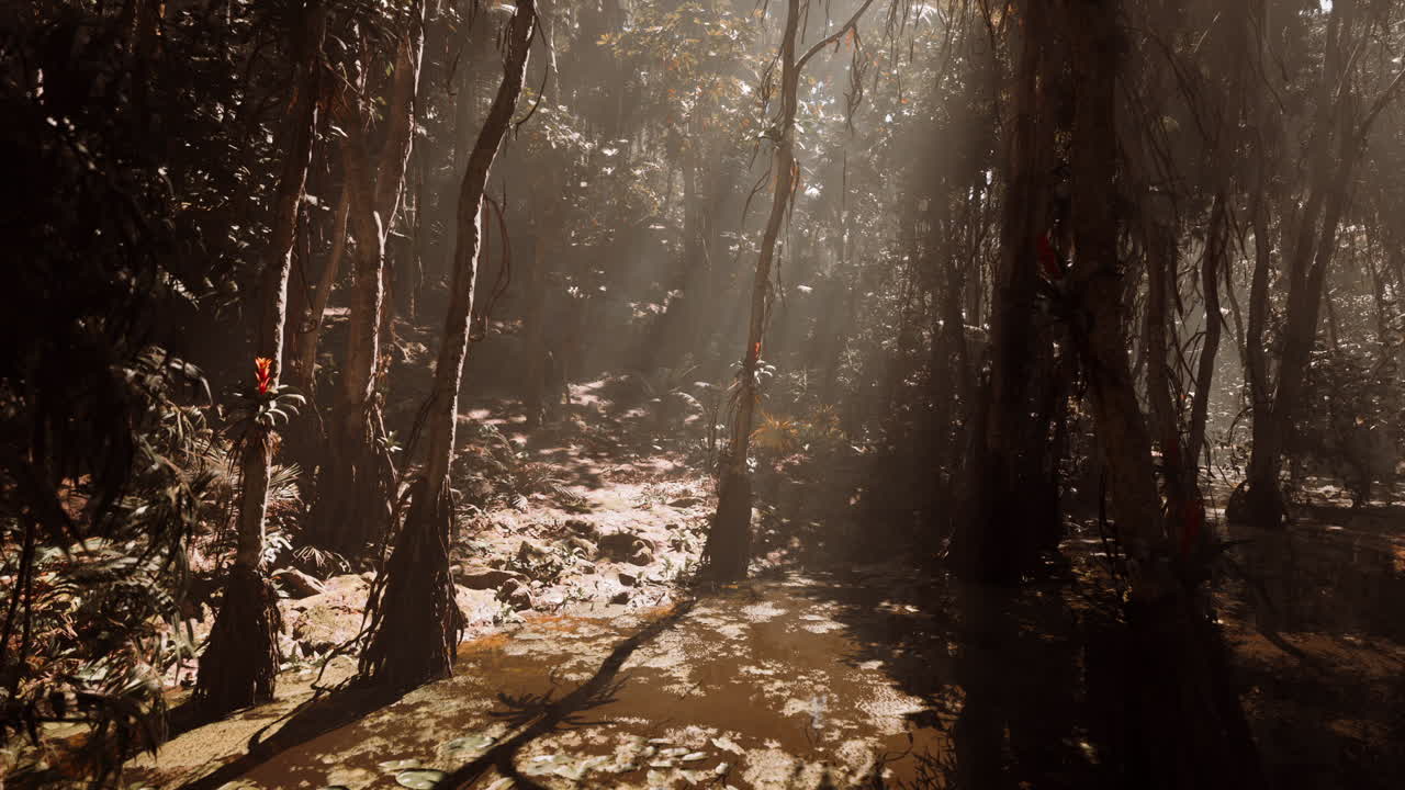빛이 울창한 열대 숲을 가로질러 흐르고