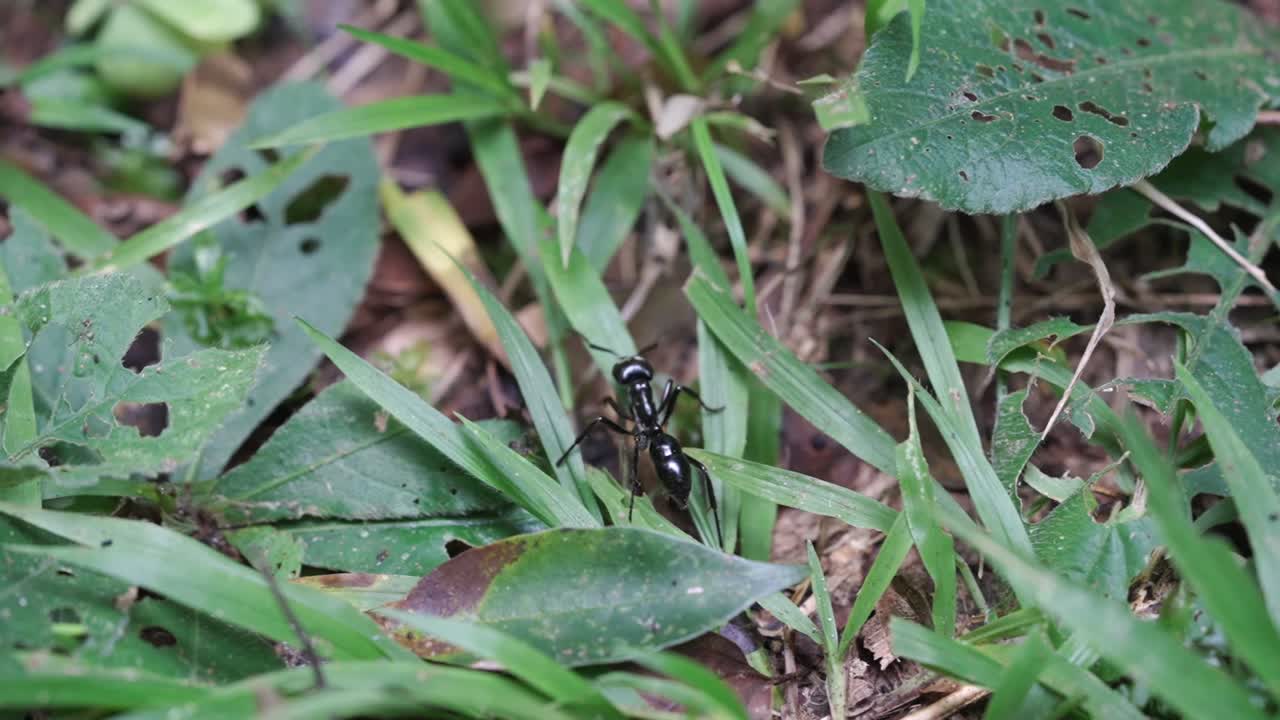 큰 포식자 개미는 남아메리카에 살고 있습니다.