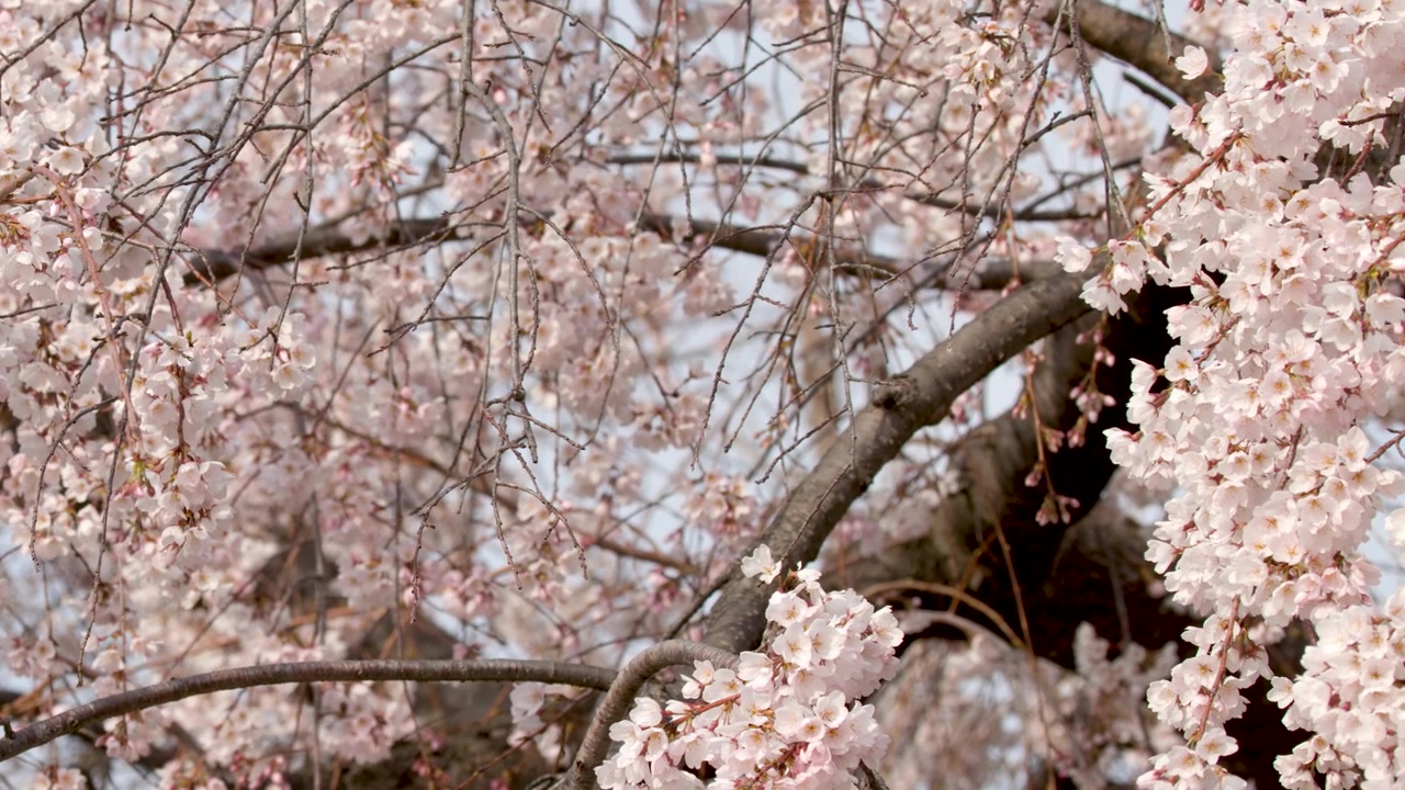Primo piano di fiori di sakura rosa in fiore che ondeggiano delicatamente sui rami in una luce diurna soffusa