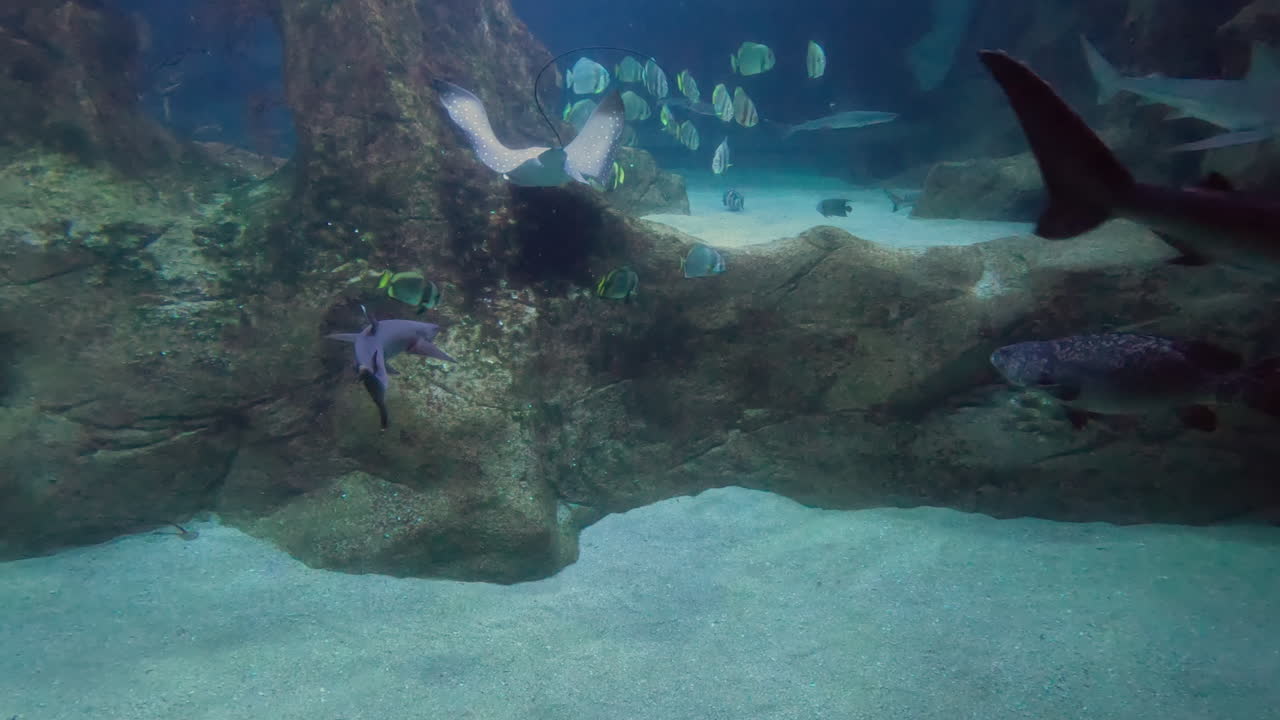 Reef sharks and eagle rays join batfish swimming in large aquarium