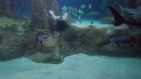 reef sharks and eagle rays join batfish swimming in large aquarium