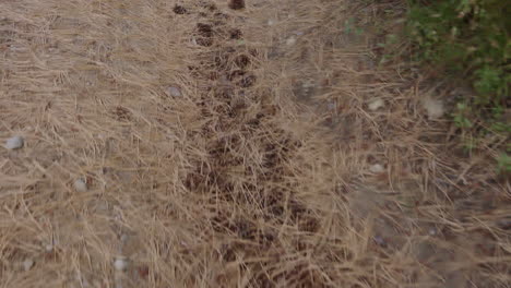 pov walking over pine seeds row covered with dry branches on the road side