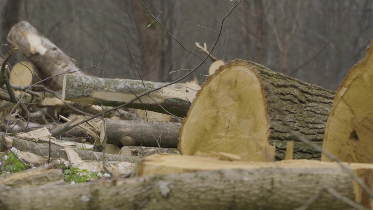 Alberi caduti tagliati dai ceppi giacciono a terra in un'operazione di disboscamento nella foresta