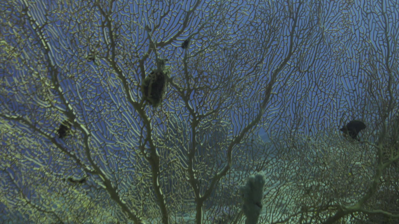 григорианский морской веерный коралл в конце красивого рифа красного моря египта