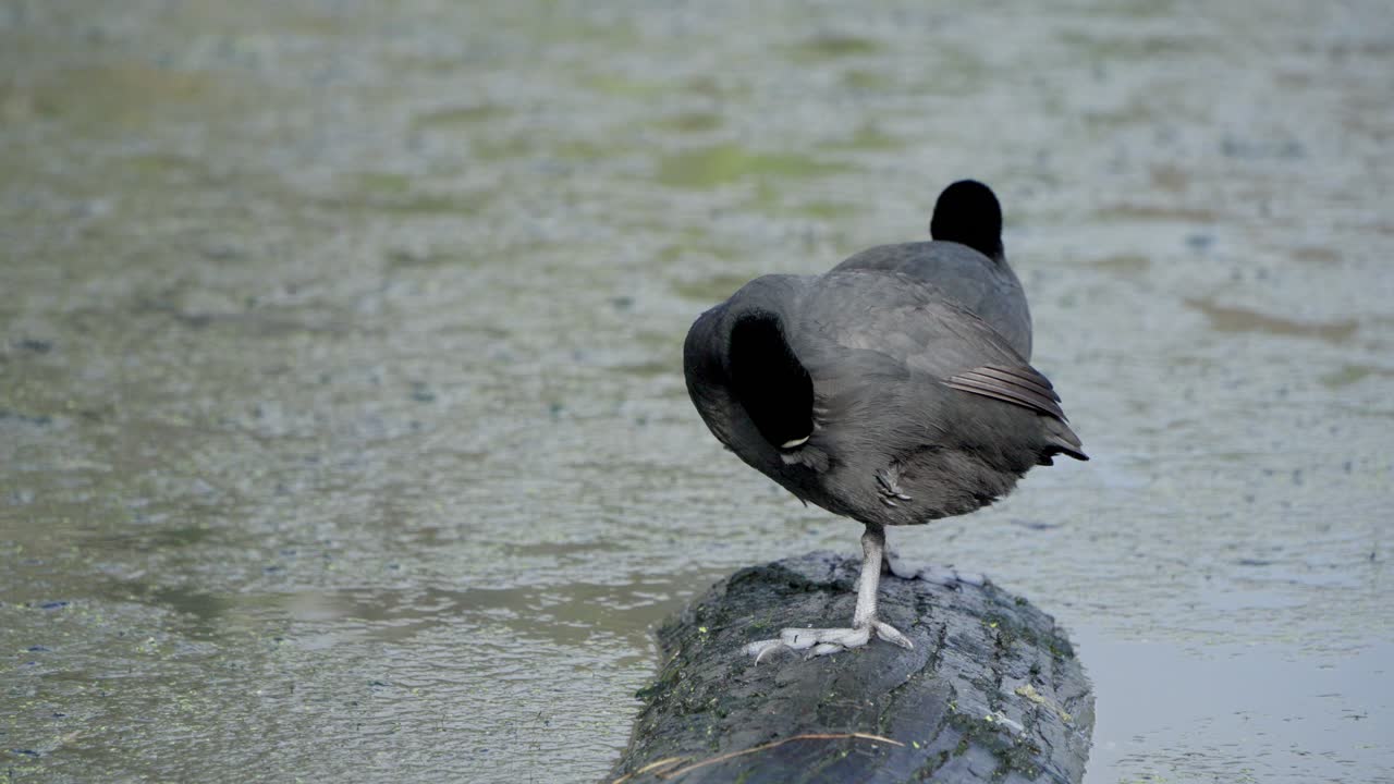 Australian coot stands on a log in a lake while preening its feathers