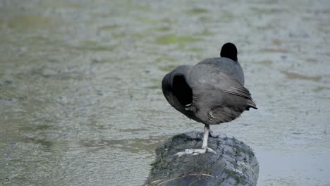 australian coot stands on a log in a lake while preening its feathers