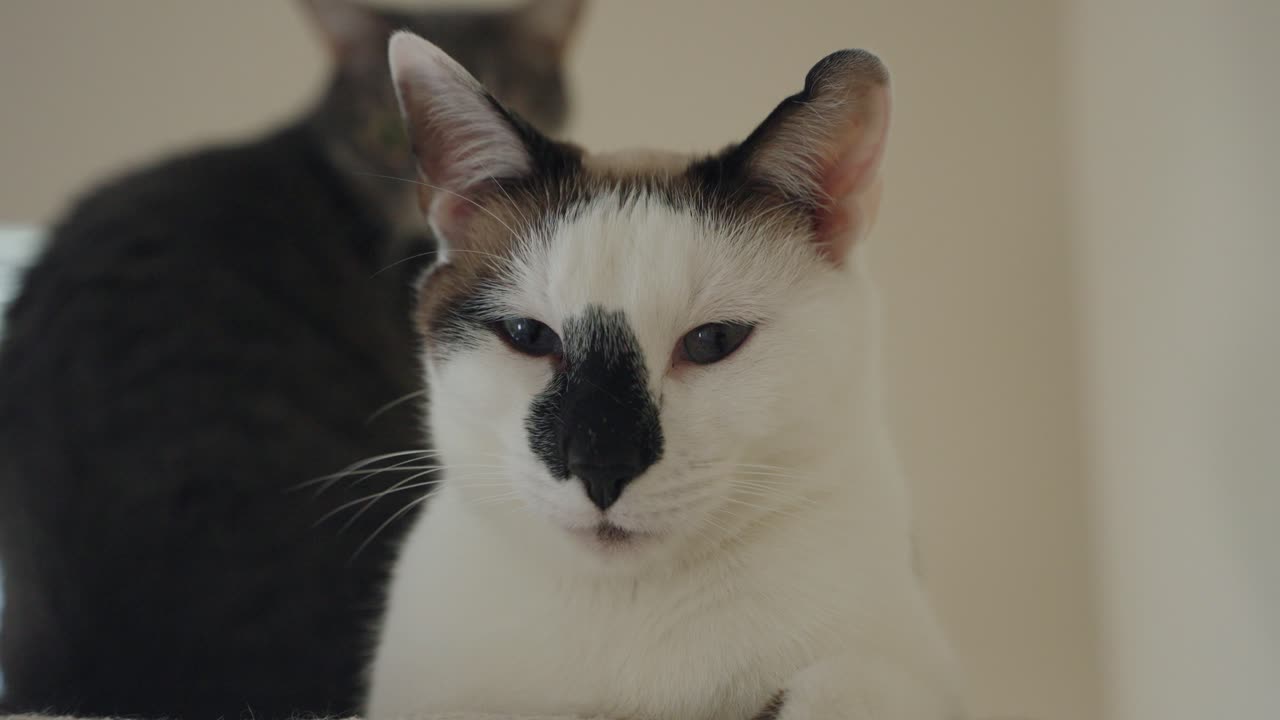 Close-up of a spotted cat