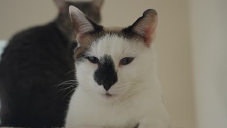 close-up of a spotted cat