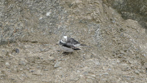 white wagtail perched on rock, preening feathers