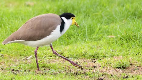 a bird searches for food on grassy ground