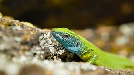 Un-Lagarto-Vibrante-Toma-El-Sol-Sobre-Una-Superficie-Rocosa,-Sus-Coloridas-Escamas-Brillan-Bajo-La-Luz-Del-Sol