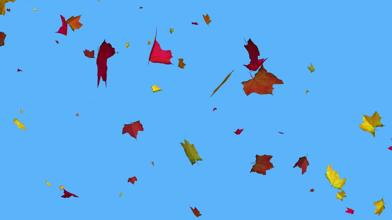 파란색 배경 에 떨어지는 메이플 잎