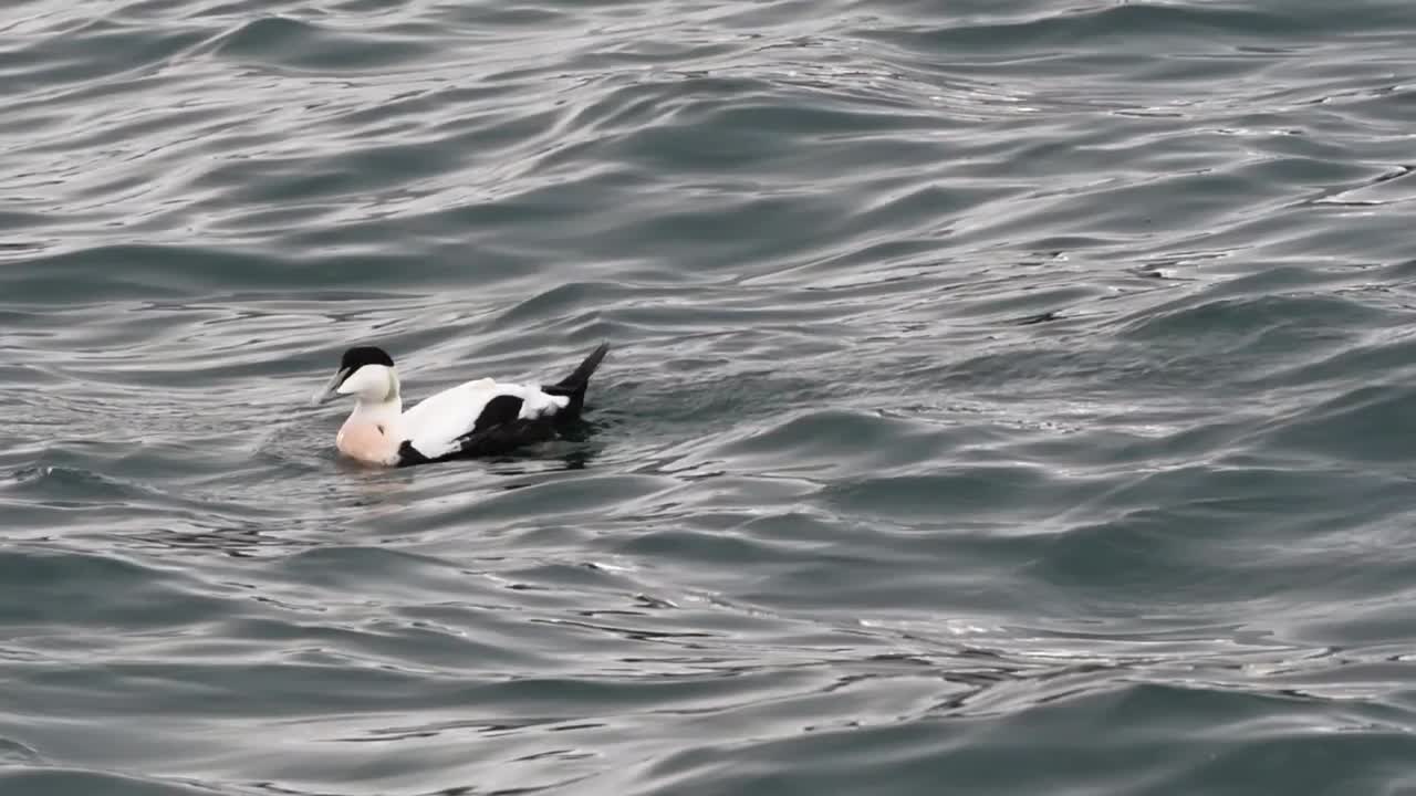 Common eider (Somateria mollissima) duck swimming on the sea in Norway