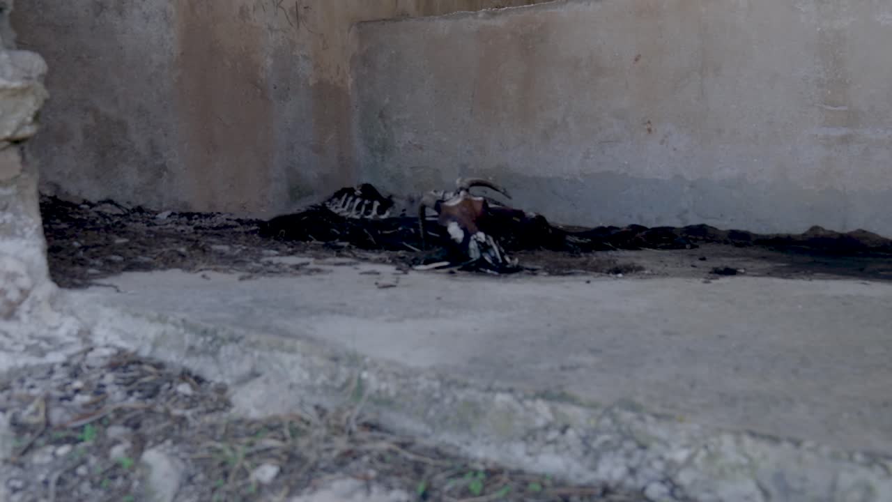Dead Animal Carcass on Concrete