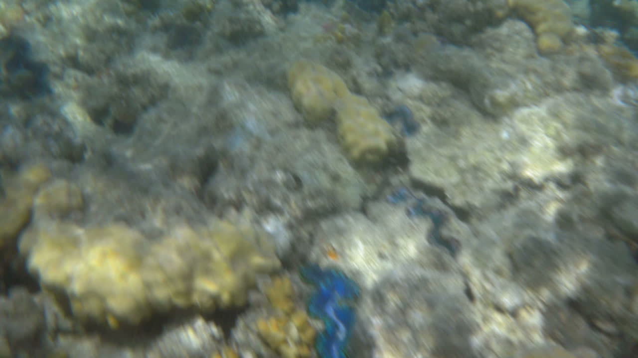 해양 식물 과 산호 를 가진 수중 장면