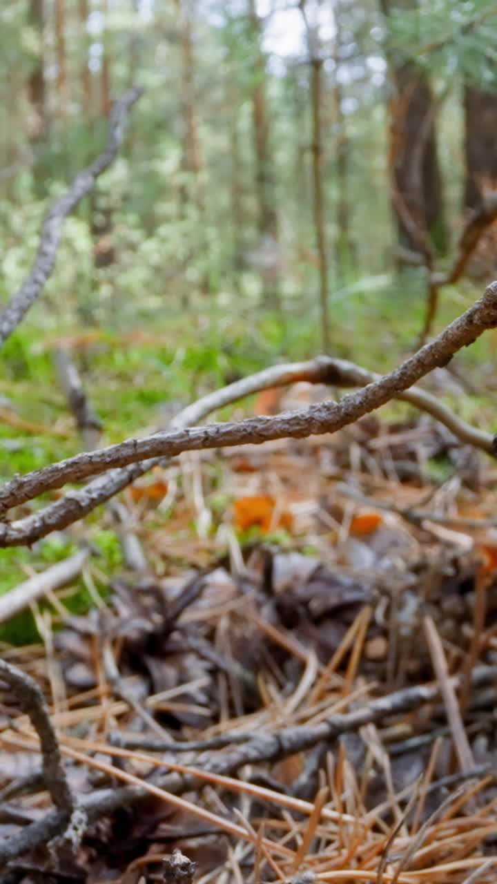 Heap of dry fallen tree branches on ground in green forest slow motion. Probe lens footage of picturesque virgin nature in wood macro view