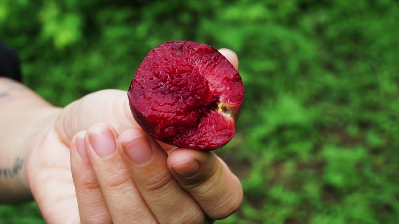 Close up of hand holding freshly cut plum showing juicy red interior with natural green background in Moc Chau, Vietnam