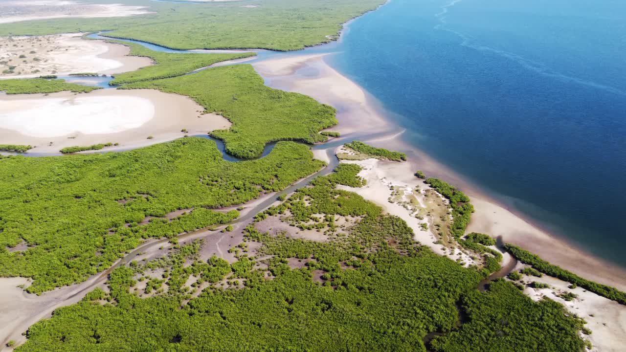 Aerial View of a Lush Mangrove Forest Coastline