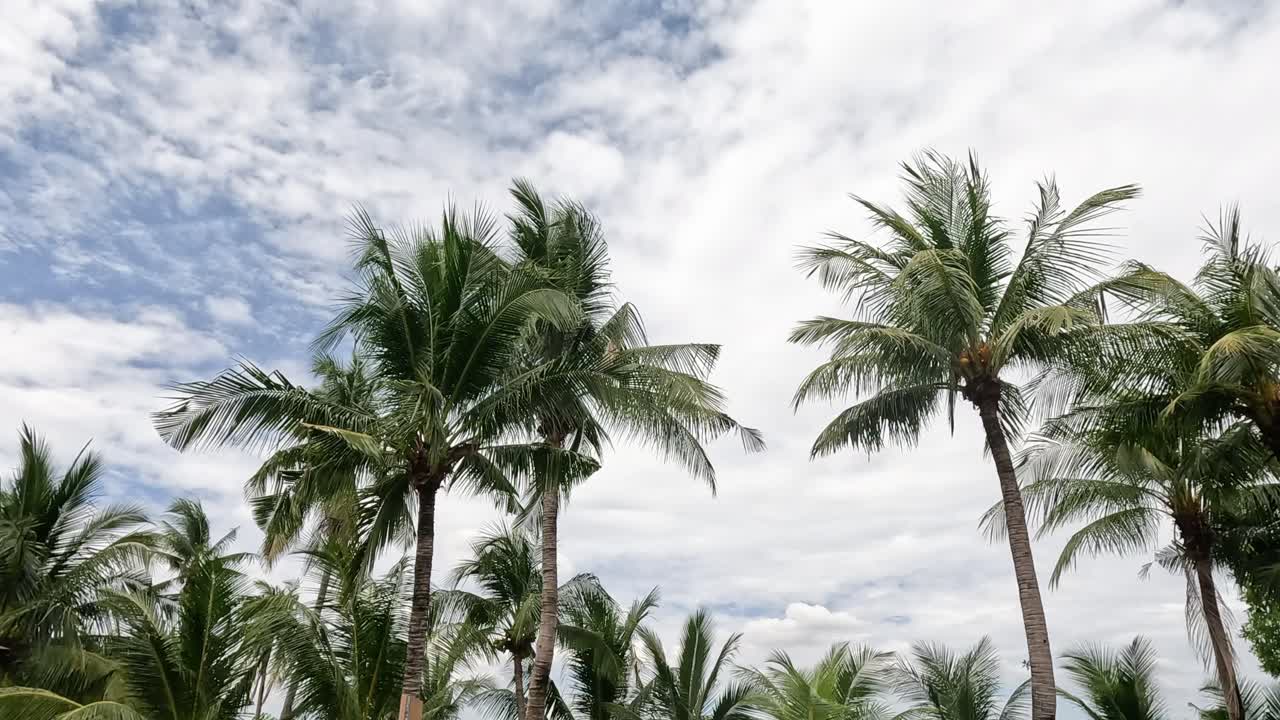 나무는 구름이 가득한 하늘 아래 바람에 따라 움직입니다.