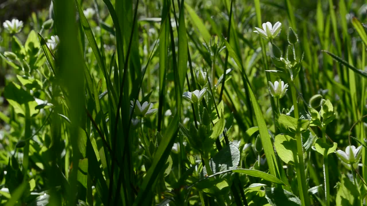 Juicy grass. Juicy grass