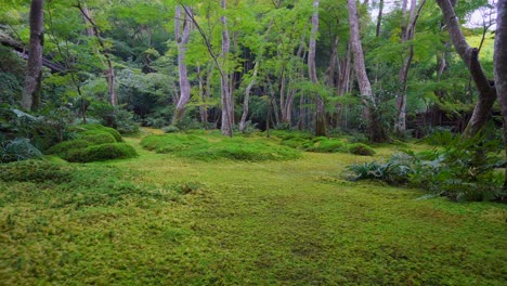 In-Einigen-Japanischen-Tempeln-Basiert-Die-Gartengestaltung-Auf-Der-Verwendung-Von-Hunderten-Von-Moosarten,-Die-Zu-Diesem-Zweck-Gepflanzt-Und-Verwendet-Werden