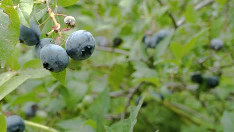 primer plano de izquierda a derecha toma de camiones de arándanos orgánicos maduros en bush