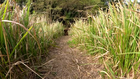 Small-dog-with-stick-in-mouth-running-through-the-long-grass-towards-the-camera-in-slow-motion