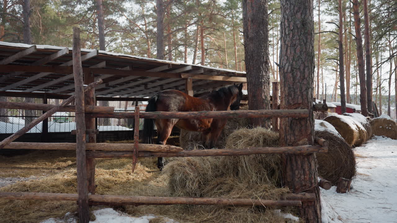 Бурые лошади едят сено под навесом. Зимняя ферма: лошади обнюхивают большой тюк сена, роют снег копытами и переминаются под деревянной крышей, пощипывая траву из кормушки; деревенский забор и сосновый лес