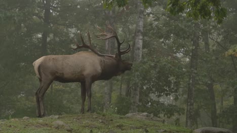 Elchbulle,-Der-Während-Der-Brunft-Im-Nebligen-Wald-Ruft