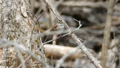 House-sparrow-perched-calmly-on-a-tree-branch-in-Canada,-medium-shot