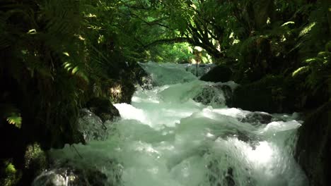 low upstream shot of pristine clear creek flowing fast over rocks in native lush new zealand forrest