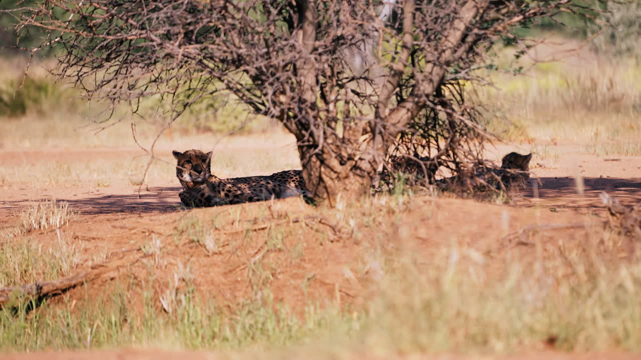 Cheetah Cubs Resting Under a Tree in the African Savanna