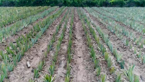 Pineapple-Plantations-or-Pineapple-Farm-and-a-Mountainview-in-Thailand-Shot-on-DJI-PT4