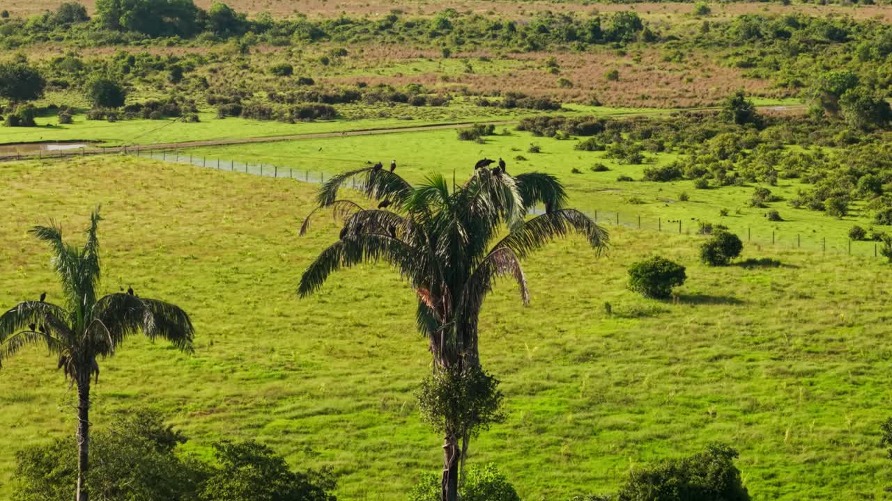 Majestic aerial view of the llanos orientales in colombia with vultures resting on a palm tree