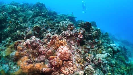 passing over a rich and massive coral reef system