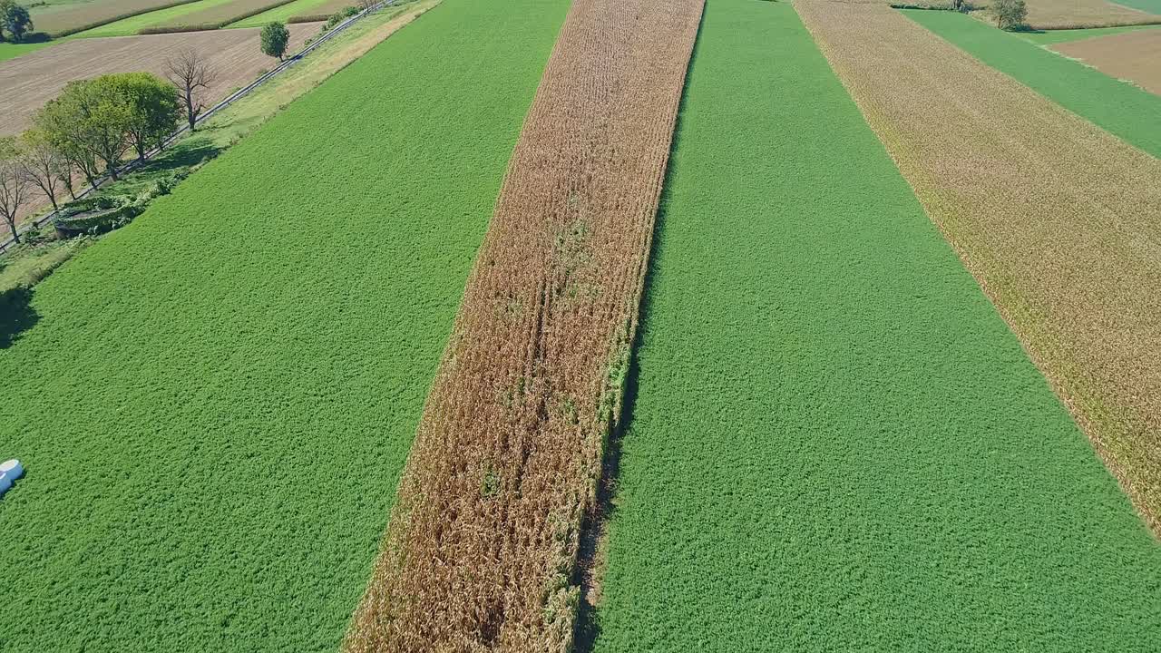 una vista aérea de una fila de un campo de maíz que espera ser cosechado en medio de un campo de alfalfa en un día soleado de otoño